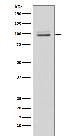 Anti-MKLP1 Rabbit pAb