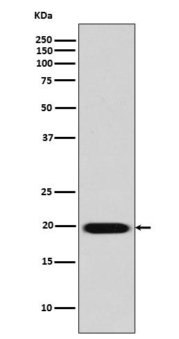 Anti-Caveolin 2 Rabbit pAb
