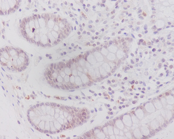 Anti-Caveolin 2 Rabbit pAb