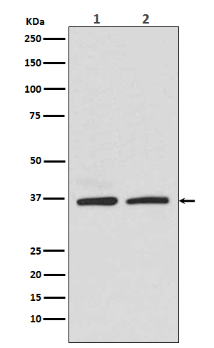 Anti-Rad51 Rabbit pAb
