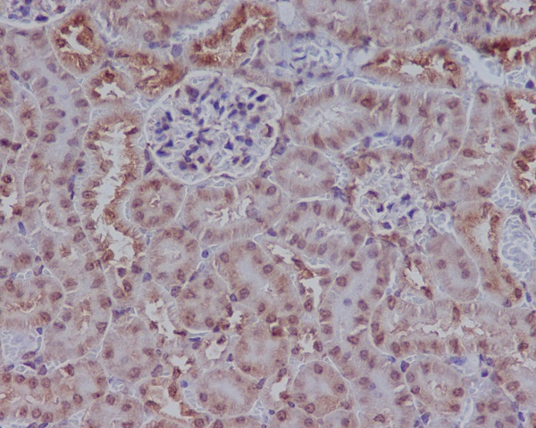 Anti-Rad51 Rabbit pAb
