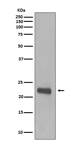 Anti-Caveolin 1 Rabbit pAb
