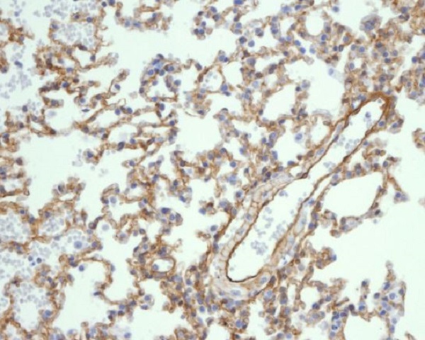 Anti-Caveolin 1 Rabbit pAb