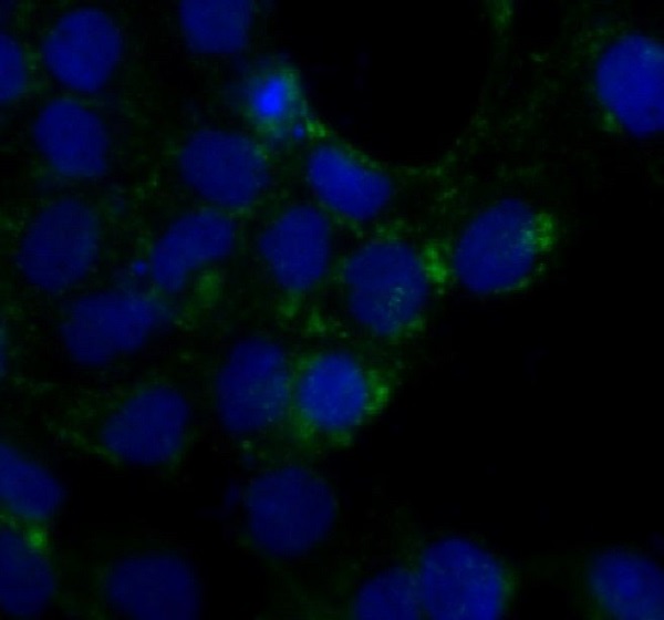 Anti-Caveolin 1 Rabbit pAb