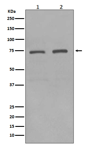 Anti-KIFC1 Rabbit pAb