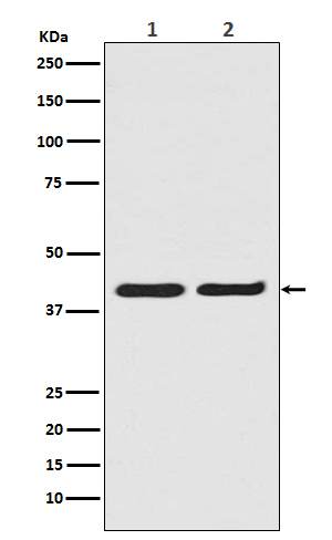 Anti-ERK2 Rabbit pAb