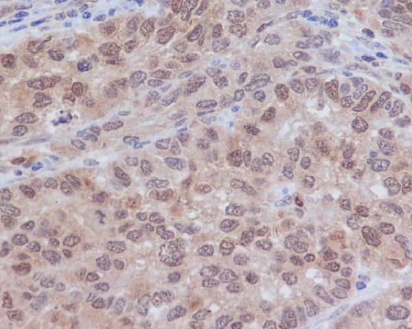 Anti-ERK2 Rabbit pAb
