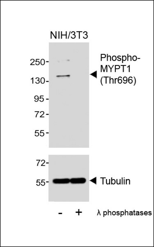 Anti-Phospho-MYPT1 (Thr696) Rabbit pAb
