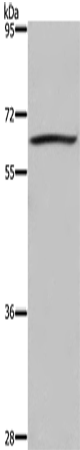 Anti-DUSP8 Rabbit pAb