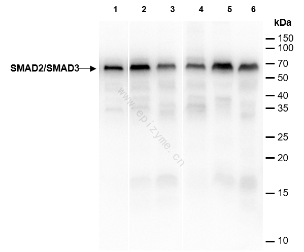 Anti-Smad2/3 Rabbit mAb [14L86C22]