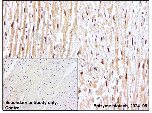 Anti-Smad2/3 Rabbit mAb [14L86C22]