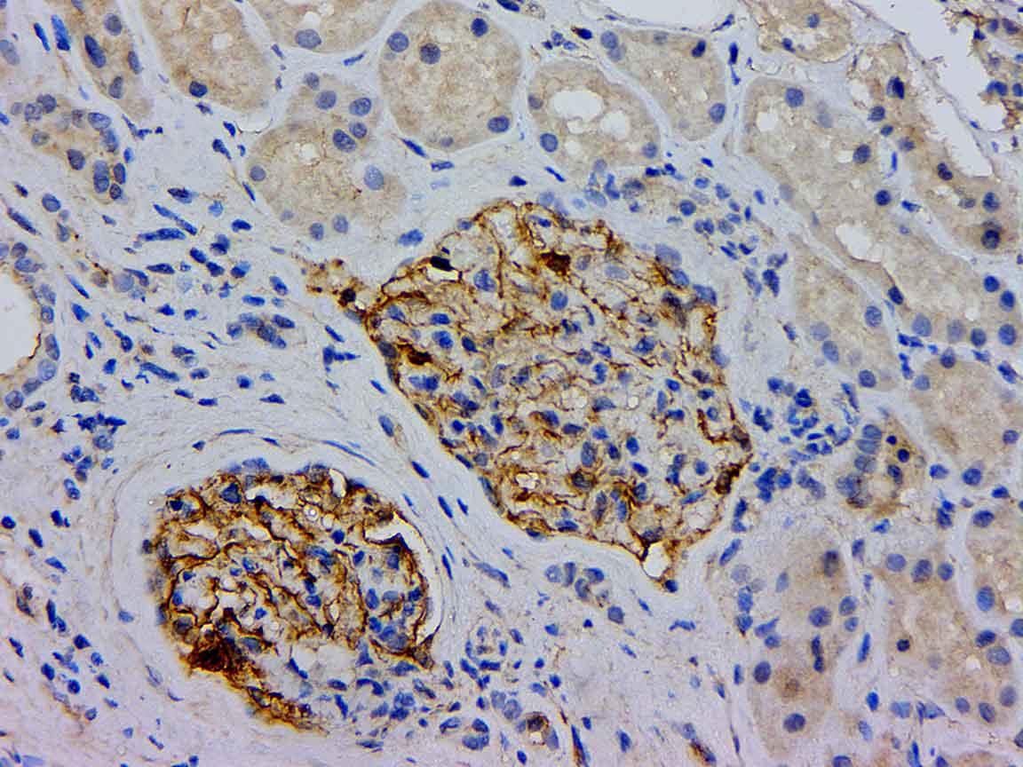 Anti-ZO-1 Mouse mAb [24D02C18]