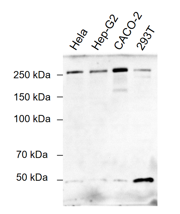 Anti-ZO-1 Mouse mAb [24D02C18]